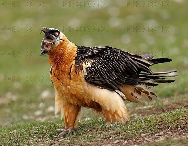 Bearded vulture