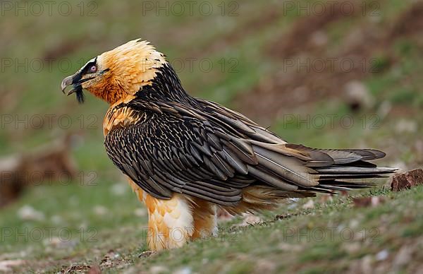 Bearded vulture