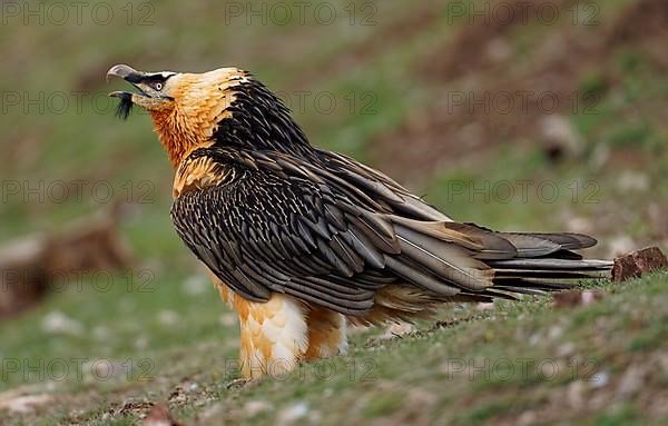 Bearded vulture