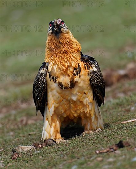 Bearded vulture