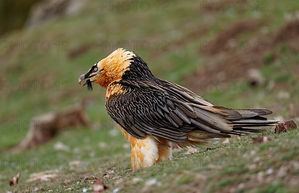 Bearded vulture