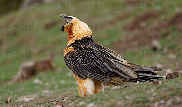 Bearded vulture