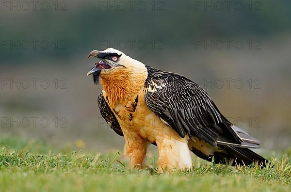 Bearded vulture