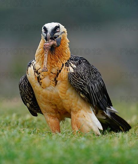 Bearded vulture