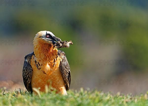 Bearded vulture