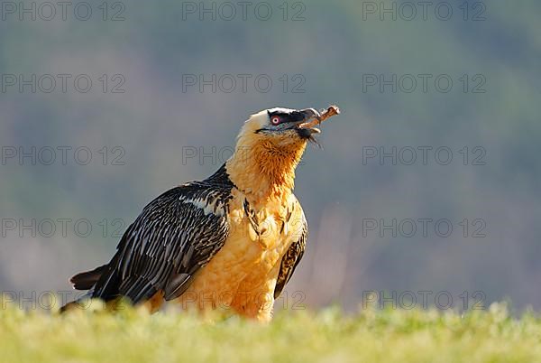 Bearded vulture