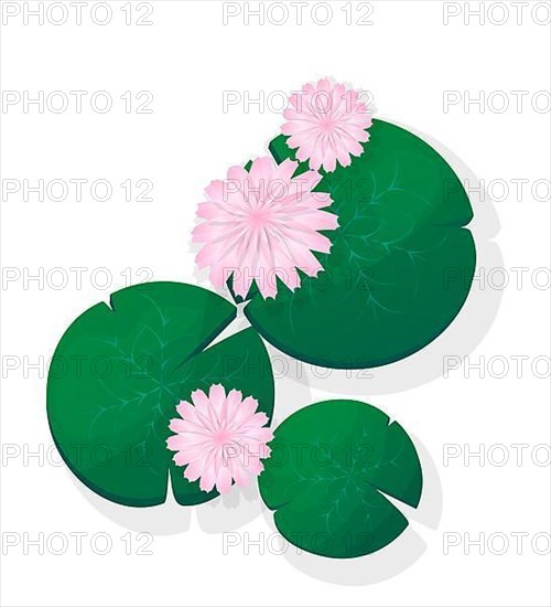 Pink lotus flower or Water Lily floating