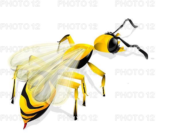 Vector drawing of a wasp and shadow over white background