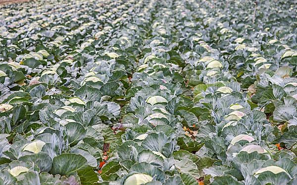 White cabbage