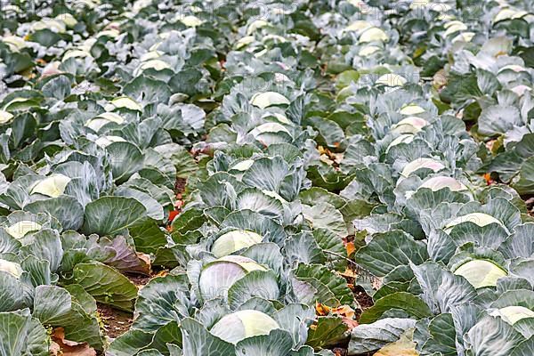 White cabbage