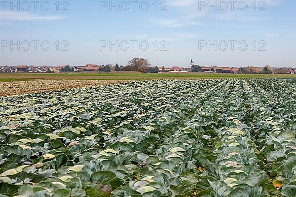 White cabbage