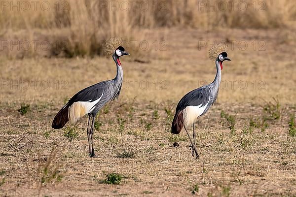 Black crowned crane