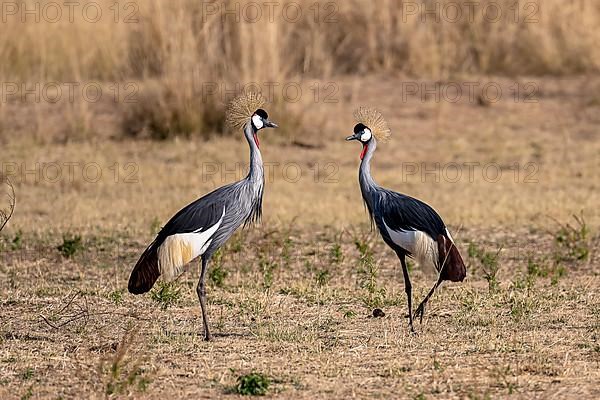 Black crowned crane