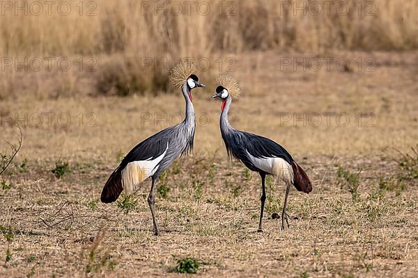 Black crowned crane