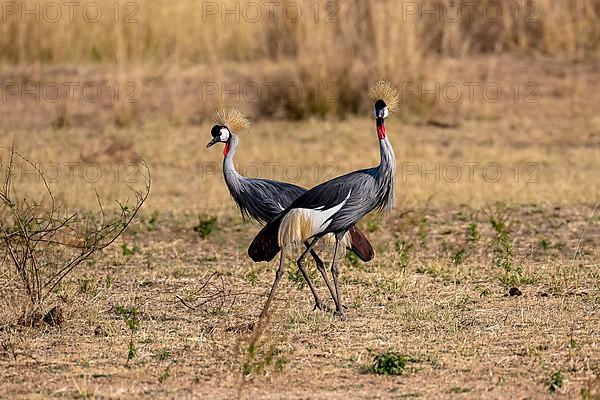 Black crowned crane