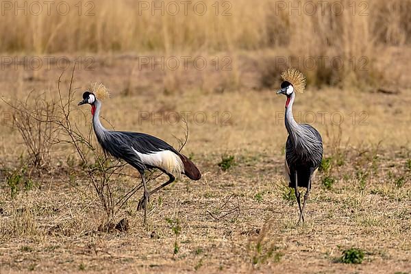 Black crowned crane