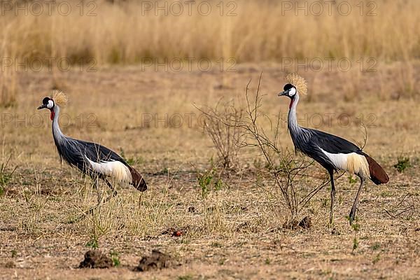 Black crowned crane