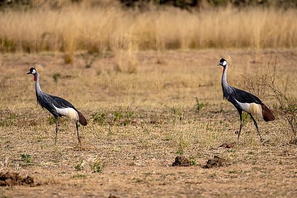 Black crowned crane