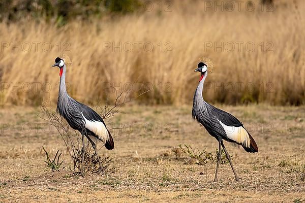 Black crowned crane