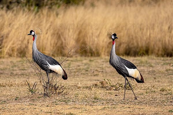 Black crowned crane