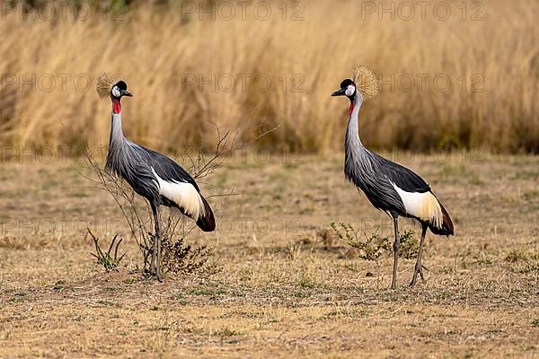 Black crowned crane