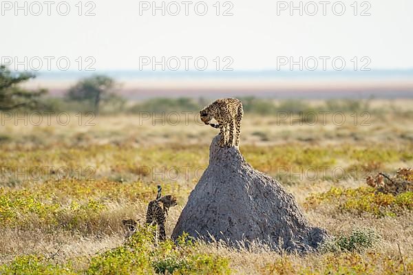 2 Cheetahs