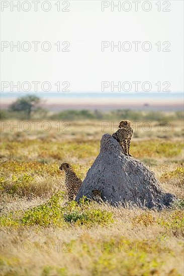 2 Cheetahs