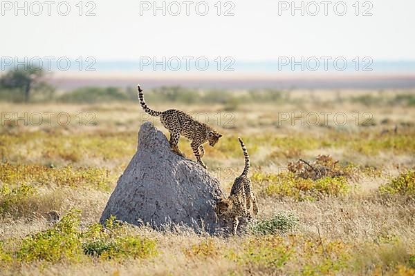 2 Cheetahs