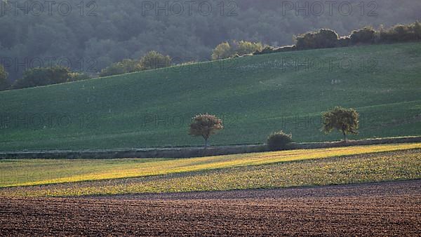 Trees in landscape