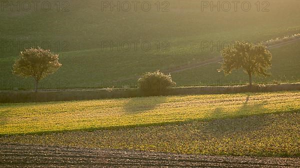 Trees in landscape