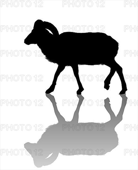 Vector mountain goat silhouette over white background