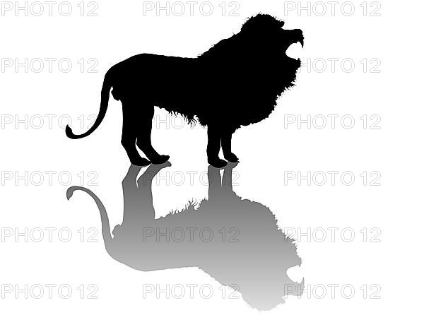 Roaring lion vector silhouette over white background