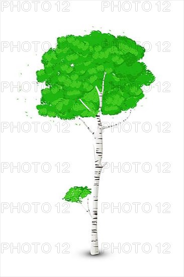 Silver birch tree over white background