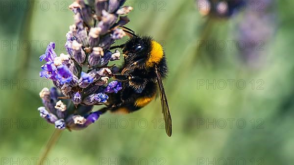 Buff-tailed Bumblebee