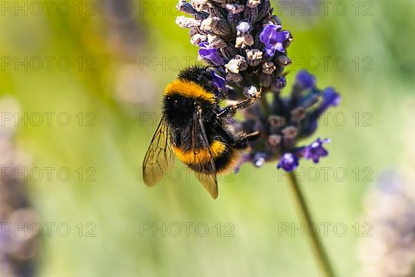 Buff-tailed Bumblebee