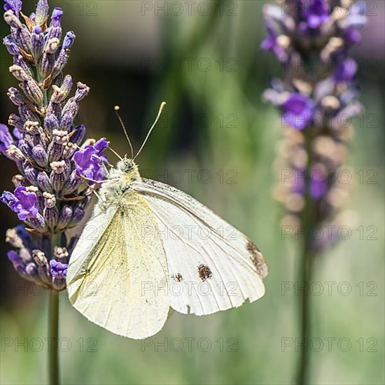 Large White