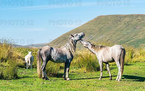 WILD HORSES