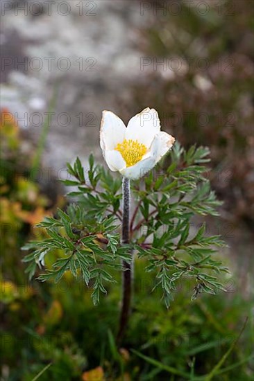 Alpine pasqueflower