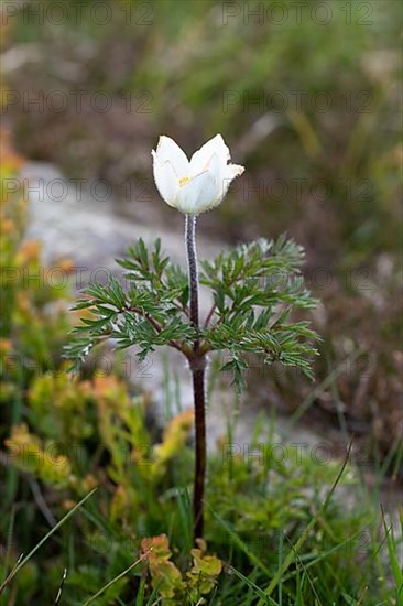 Alpine pasqueflower