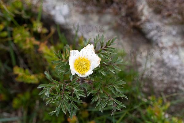 Alpine pasqueflower