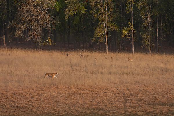 Bengal tiger