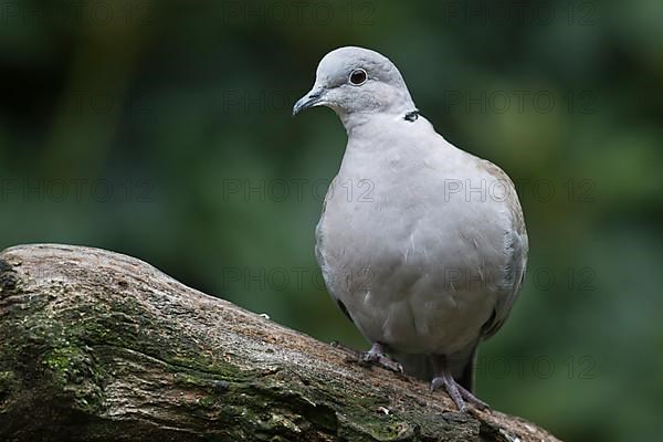 Eurasian Collared Dove