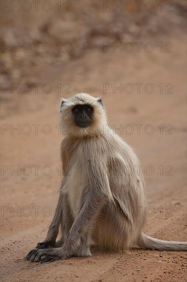 Gray langur