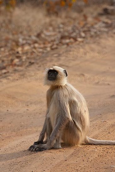 Gray langur