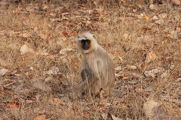 Gray langur