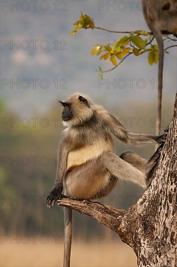 Gray langur