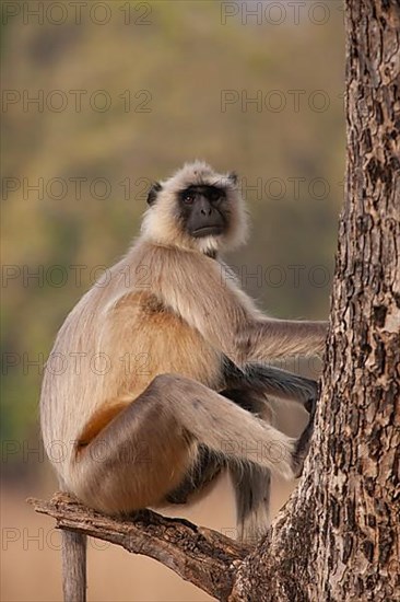 Gray langur