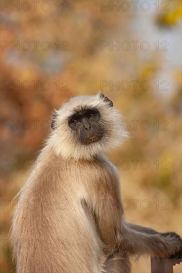 Gray langur