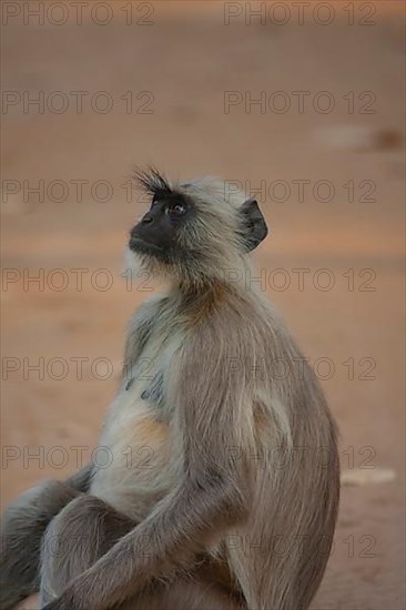 Gray langur