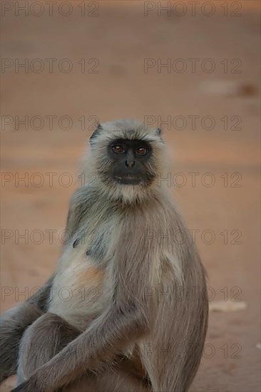 Gray langur